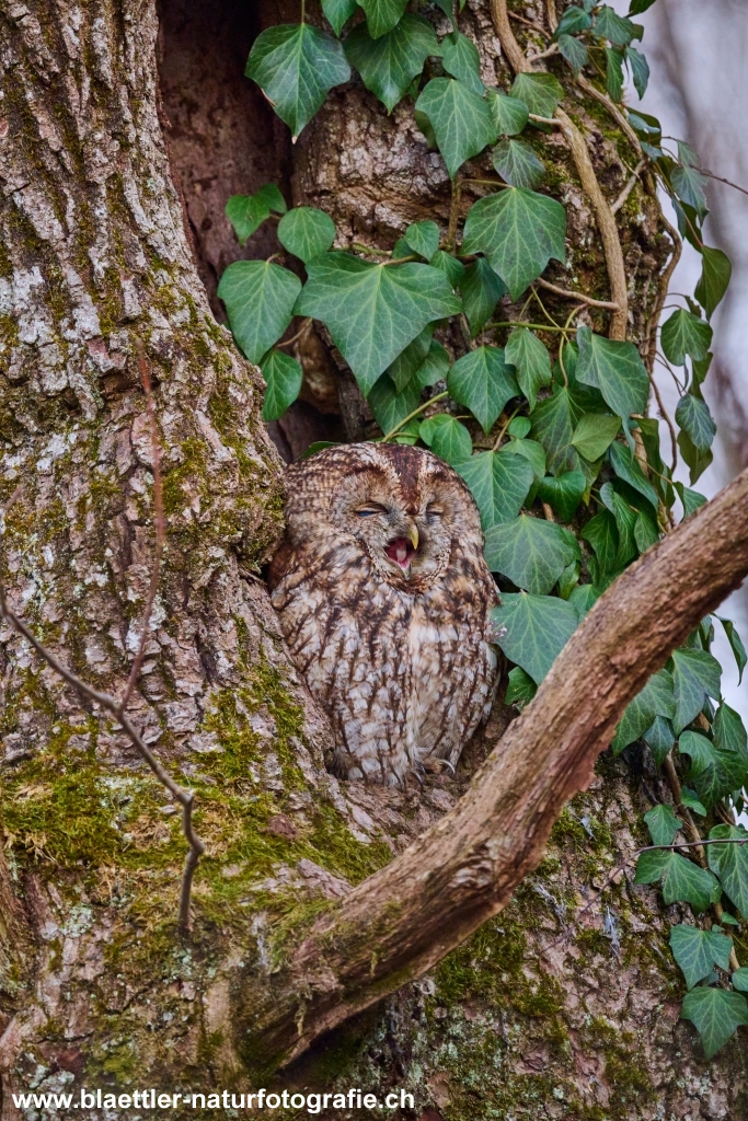 Waldkauz (Strix aluco) &copy; Sandra Bl&auml;ttler